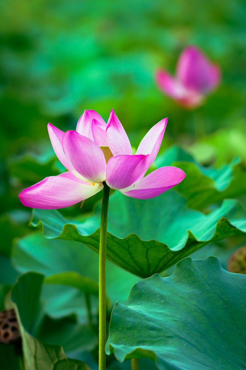 翰墨寫(xiě)初心，妙筆揚(yáng)清風(fēng)——省建設(shè)科研院組織參加集團(tuán)紀(jì)委清廉文化作品展(圖1)